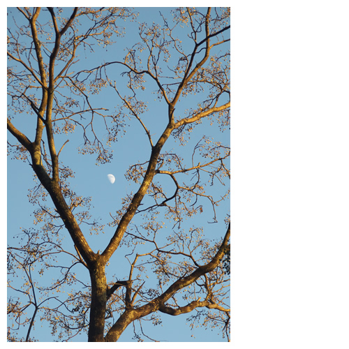 夕焼け樹木と空の白月