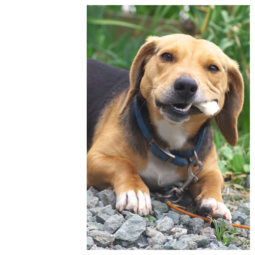 骨ガムを満足げに噛むルート