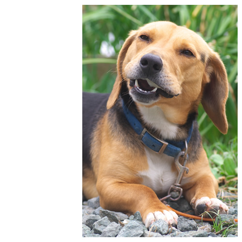 骨ガムを満足げに噛むルート