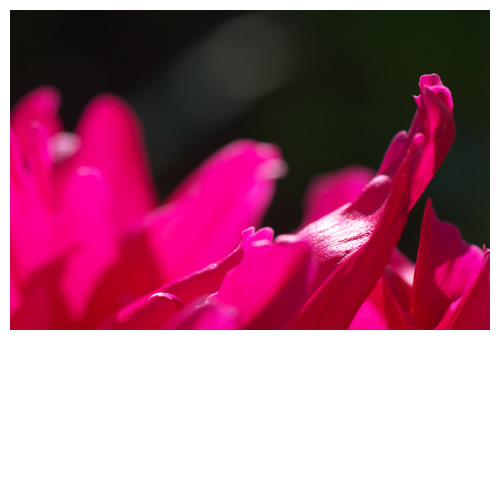 紅花ビラの海原