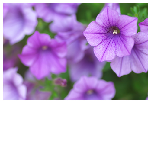 コンボルブルス