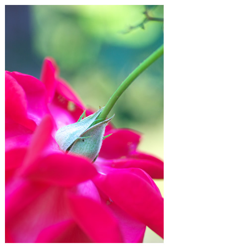 薔薇の項（うなじ）