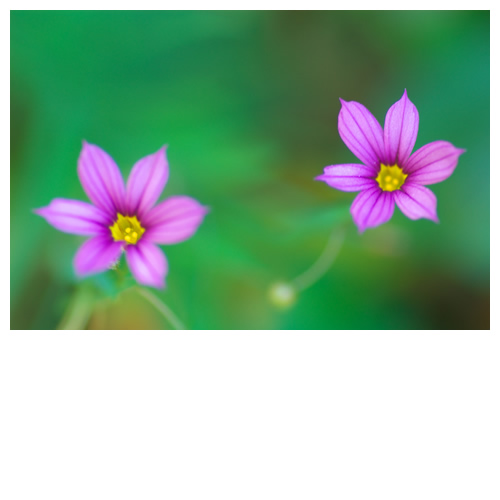 庭石菖（ニワゼキショウ）