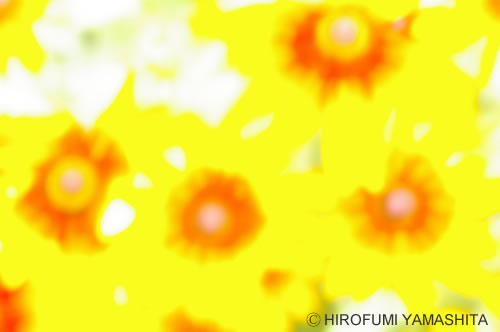 ハイキー ルドベキア