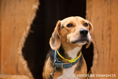 ルートの顔マネ、宍戸錠