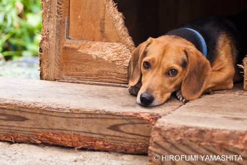 ルート、噛み癖治らず噛み噛み