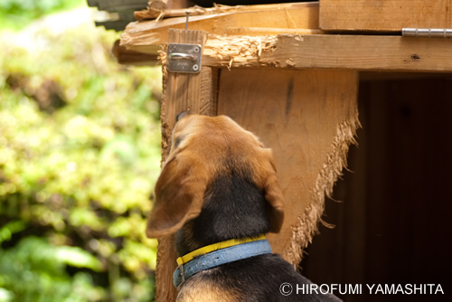 ルート、小屋を噛む噛む