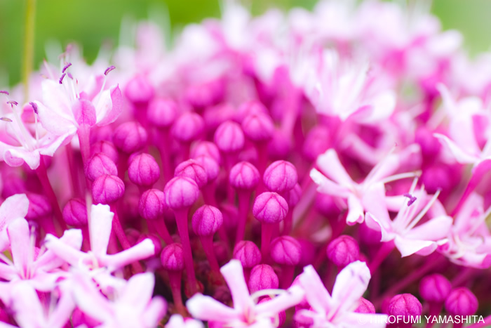 庭に花が咲いてました。
