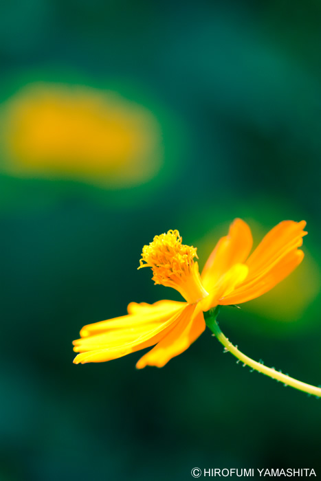 キバナコスモスの憂鬱