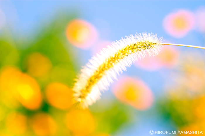 ファンタジックねこじゃらし