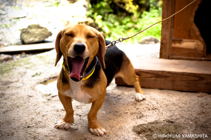 ビーグル犬ルートのあくび顔
