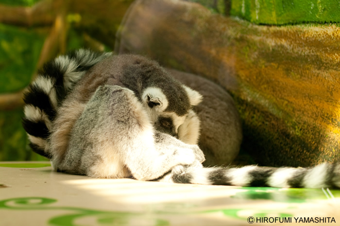 気持ちよさそうに寝ているところ