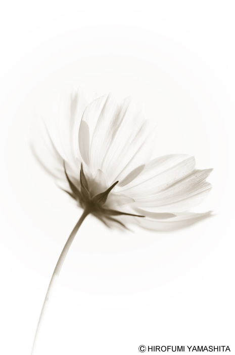 透過性秋桜（コスモス）