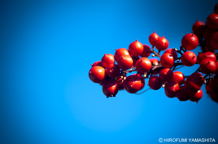 南天の赤と空の青
