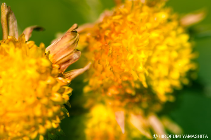 黄色と緑の滲み