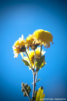 黄色の花、ひとつ