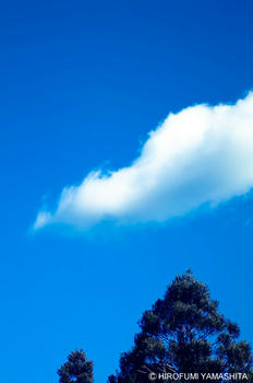 空に届きたい木