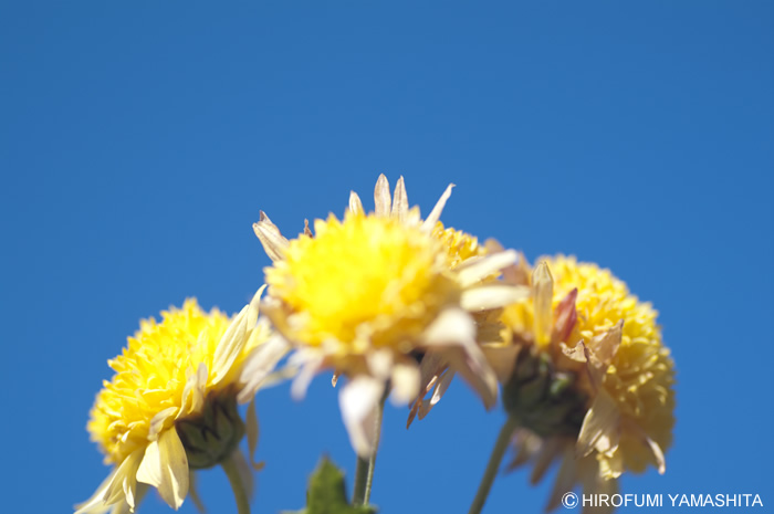 仲良し黄花三兄弟
