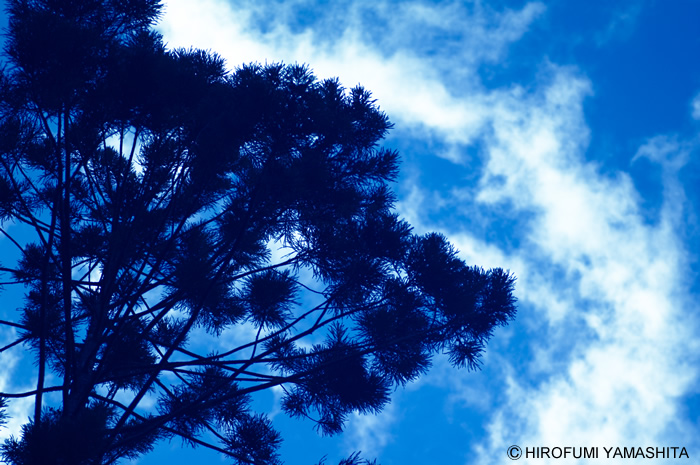 ボンボンした木と空と雲
