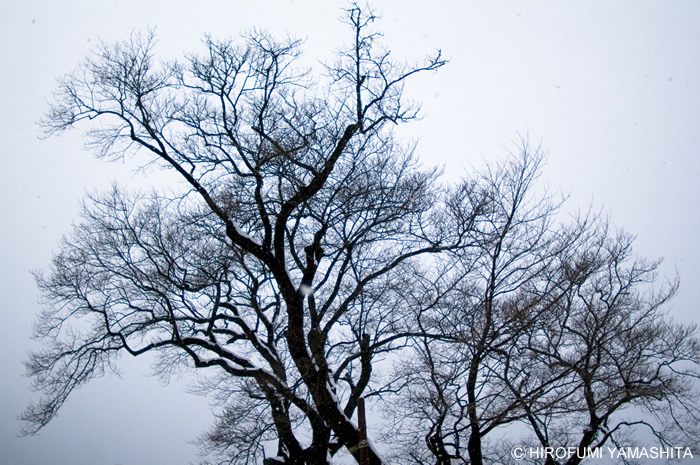 『冬のひょうたん桜』－高知県仁淀川町