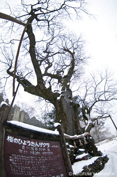 見上げて撮った『ひょうたん桜』－高知県仁淀川町