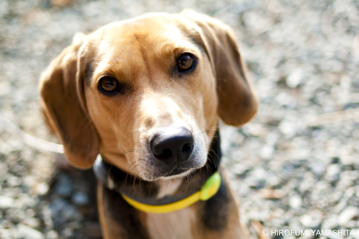ビーグル犬のルート、只今おすわり中。