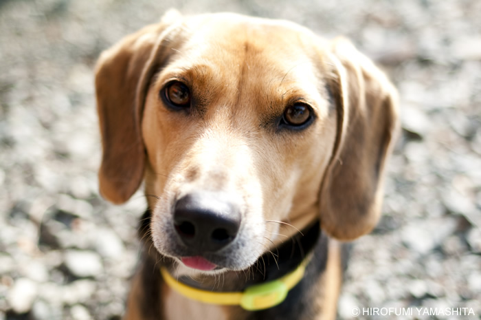 ビーグル犬のルート、おすわり中にチロ舌出し。