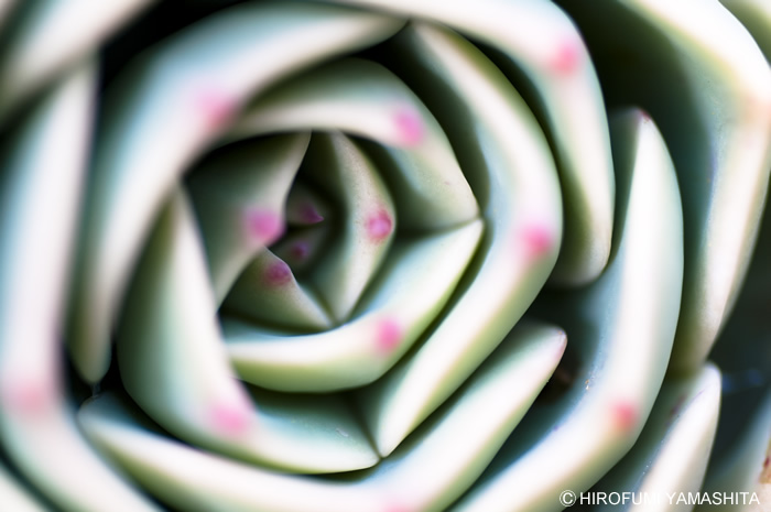 多肉植物のエケベリア属だと思われます。