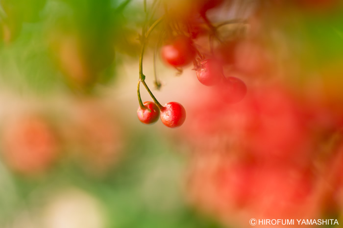 南天（ナンテン）の赤い実