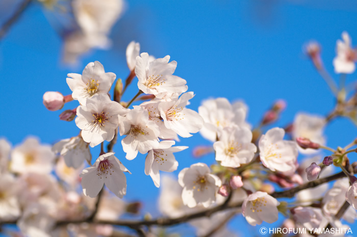 桜咲く、サクラサク。