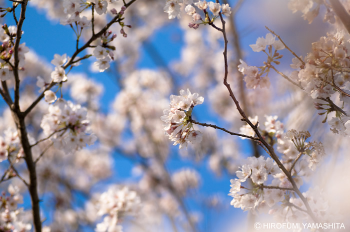 桜咲く、サクラサク。