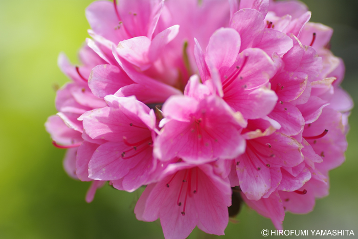 ツツジど真ん中