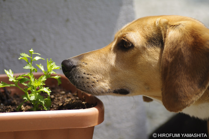 ビーグル犬ルートと植物。