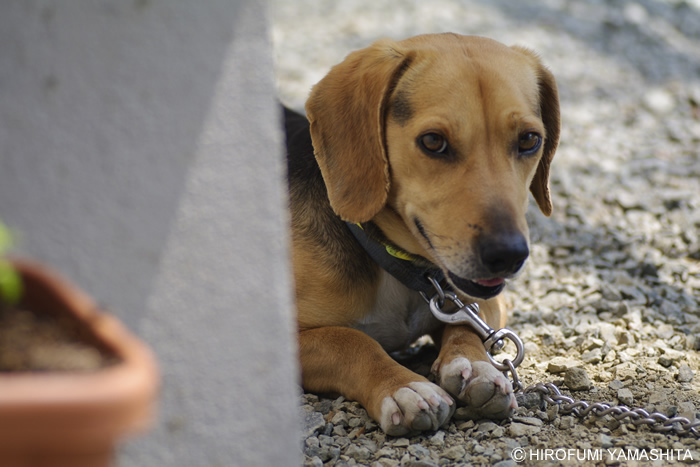 遊んで欲しいオーラのビーグル犬ルート
