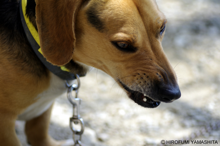 遊んでくれないからグレたビーグル犬ルート