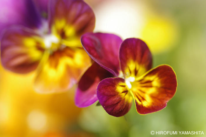 fascinatingly elegant - 艶やか -