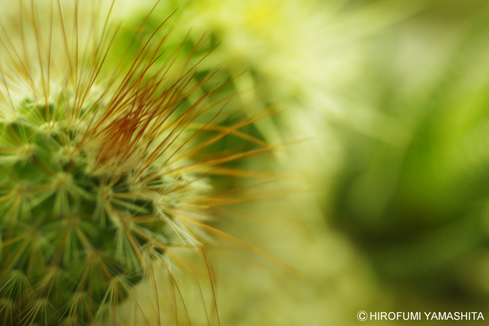 サボテン、飼い始めました。