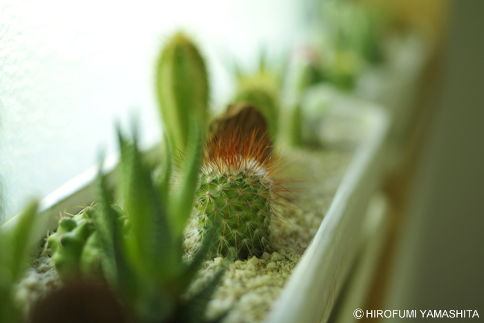 窓際にサボテンでした。