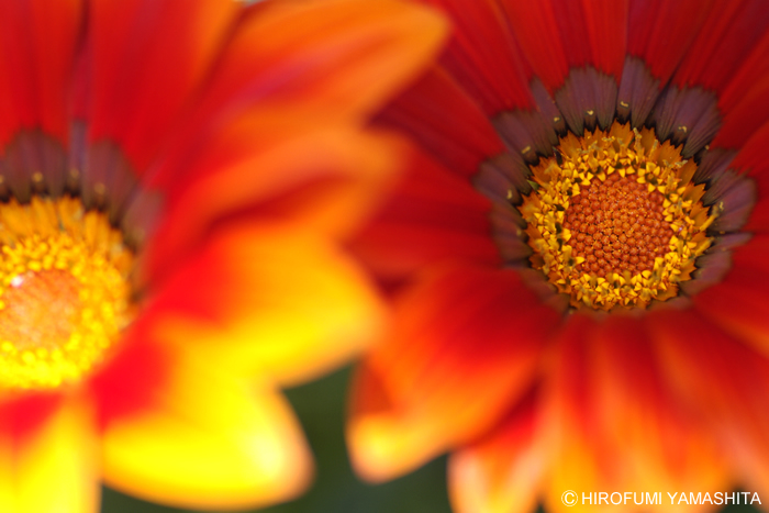 ガザニア咲いてた、二つ並んで。