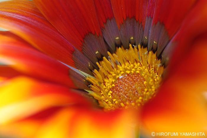 ガザニア咲いてた、炎のように。