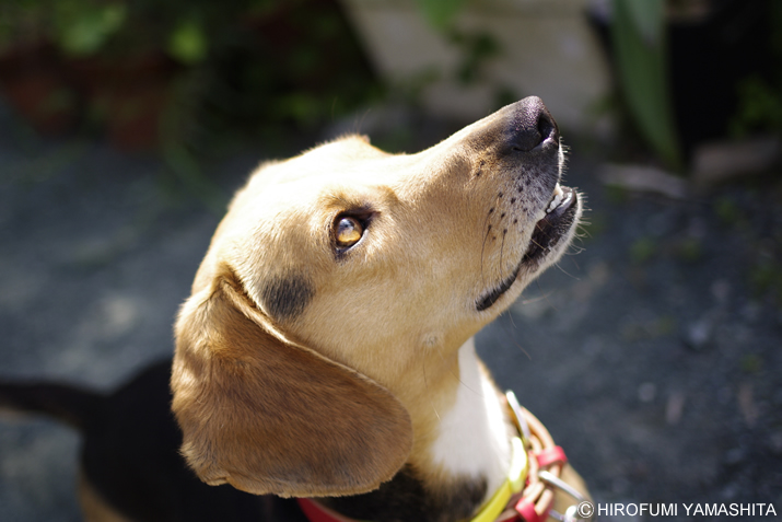 ビーグル犬ルートの見つめる先には？
