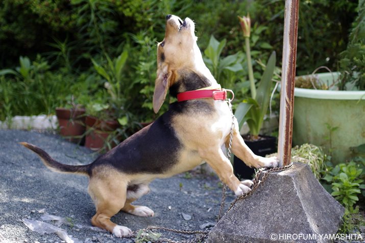 ビーグル犬ルートの勇ましさからくる「アオーン」