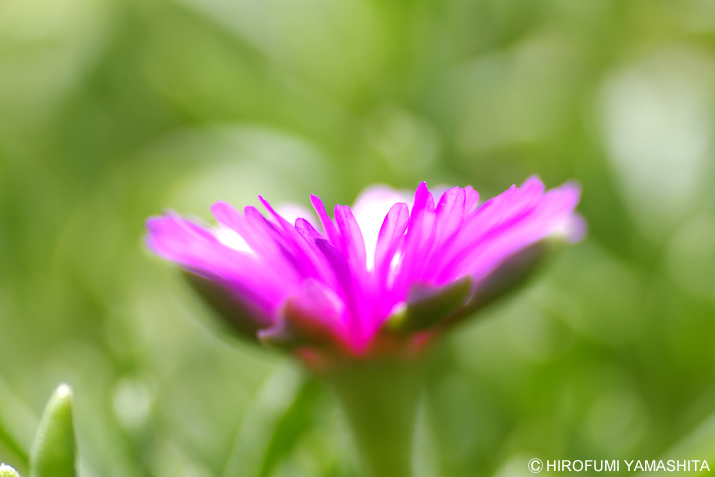 ピンクの花びらは受け皿のように
