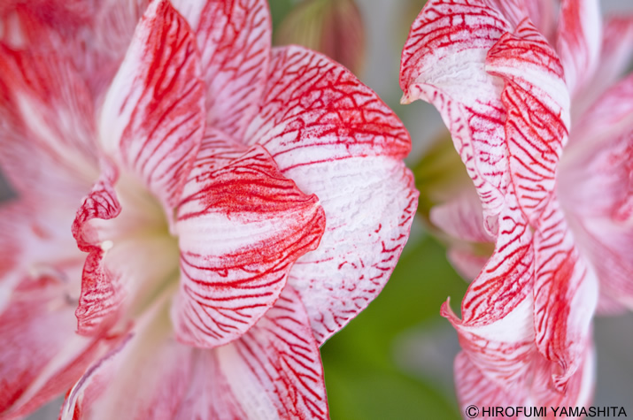 赤い血筋のような模様の花びら