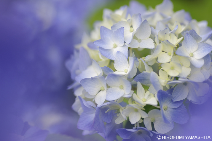 梅雨入りしたそうです、紫陽花（アジサイ）さん。白青