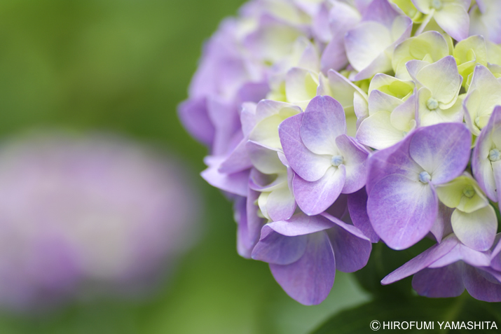 梅雨入りしたそうです、紫陽花（アジサイ）さん。紫