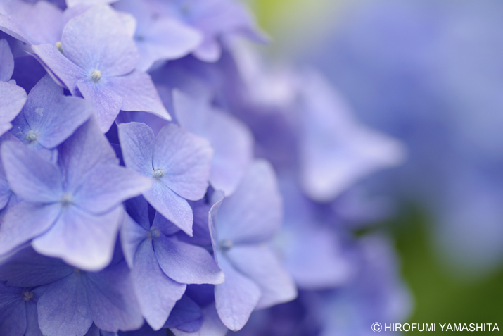 梅雨入りしたそうです、紫陽花（アジサイ）さん。blue