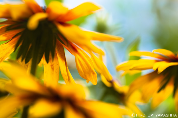 ルドベキアが咲き乱れていますよぉ。