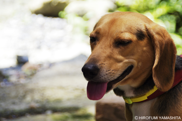 ちょっと暑いですねぇ・・・このところ。