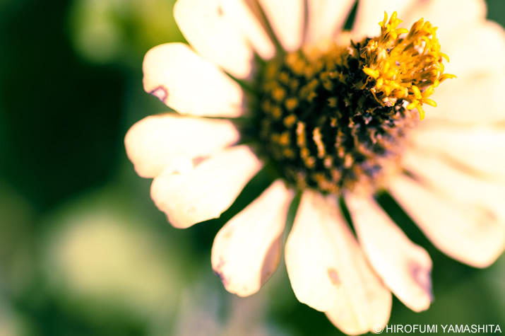 花は咲いて散るなり。